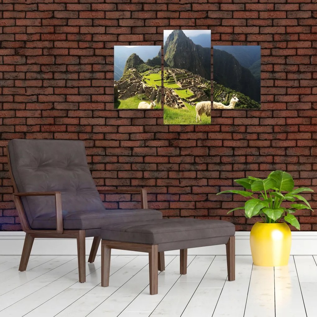 Tablou - Lame in Machu Picchu (90x60 cm)