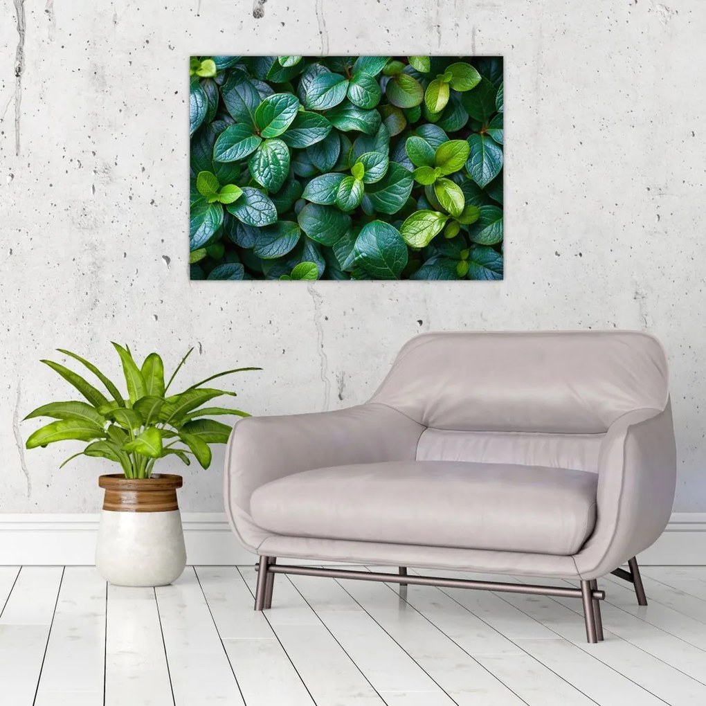 Tablou - Plante verzi (70x50 cm)