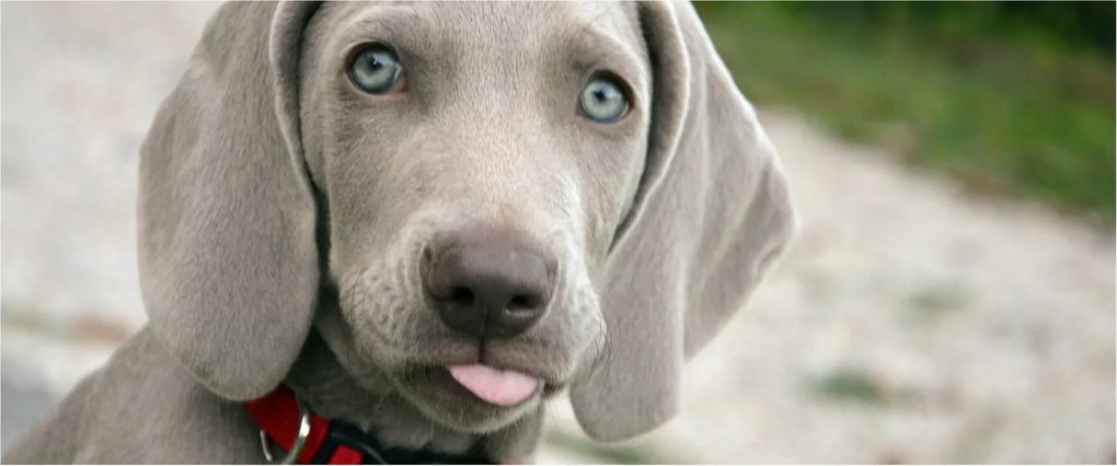 Tablou - cățeluș weimaraner (120x50 cm)