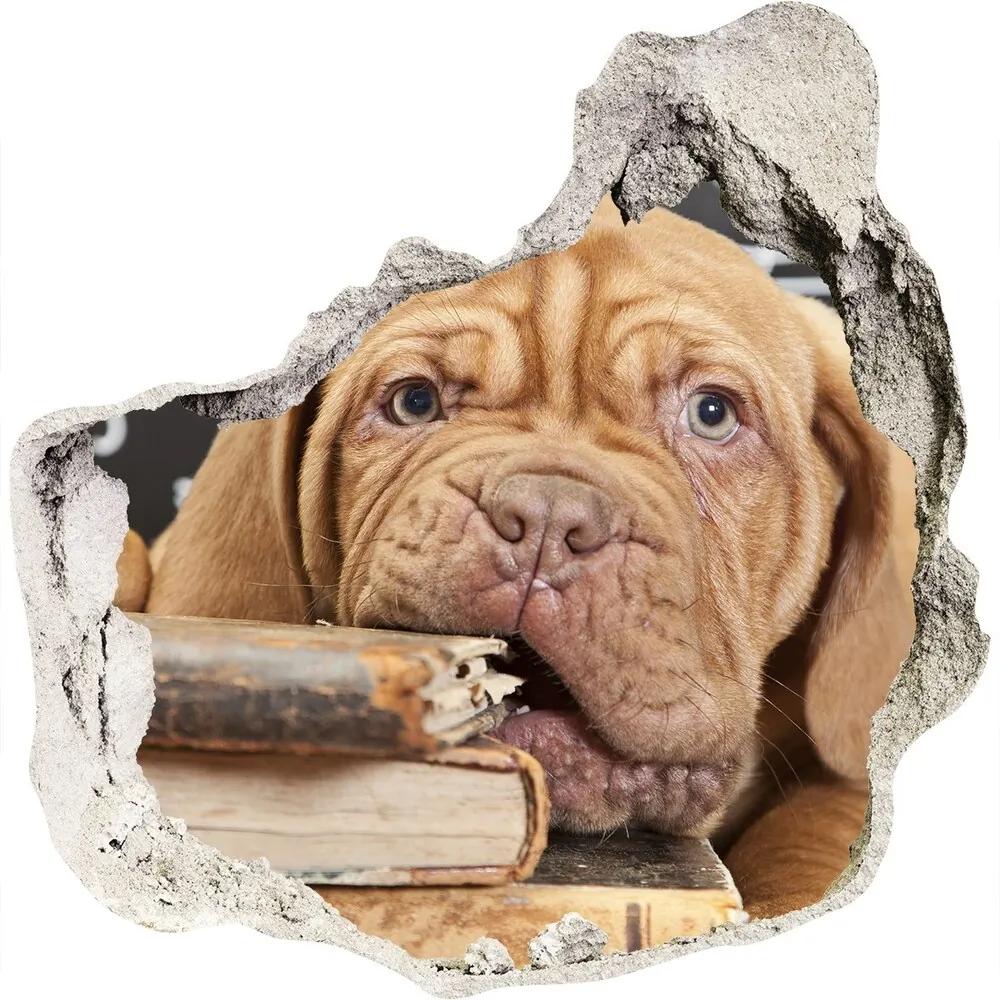 Fototapet un zid spart cu priveliște Câine musca o carte