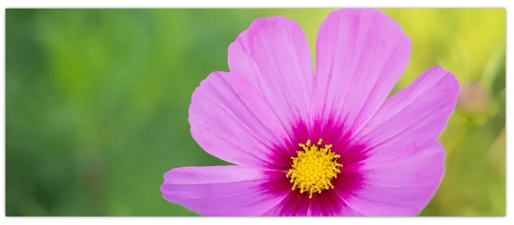 Tablou - floare de câmp (120x50 cm)