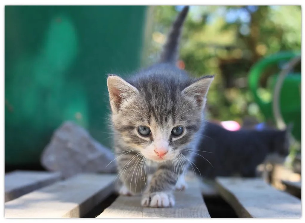 Tablou cu pisicuțe (70x50 cm)
