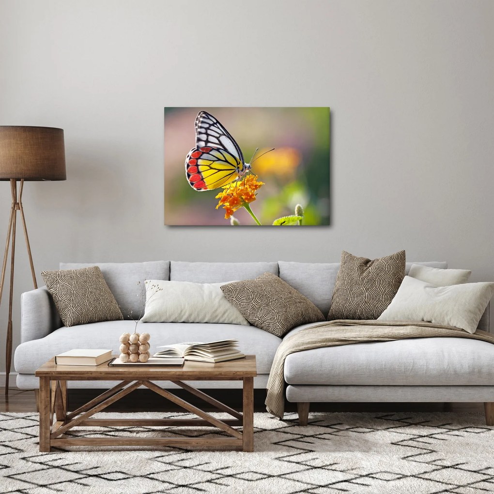 Tablou - Fluture pe floare (70x50 cm)