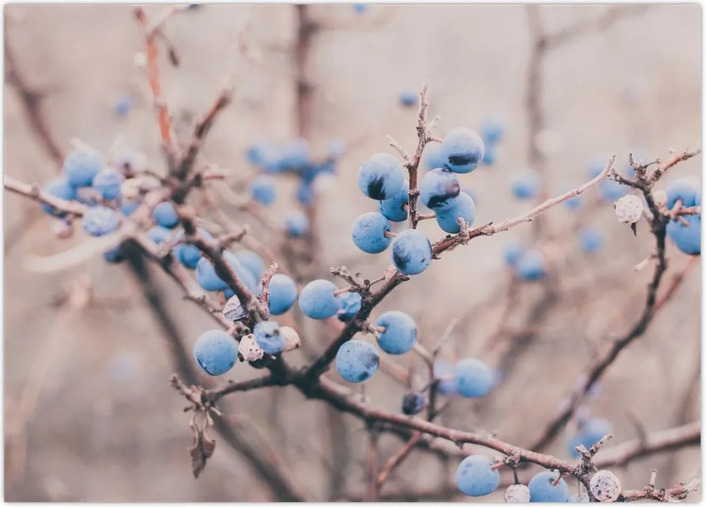 Tablou cu fructe pe tufiș (70x50 cm)