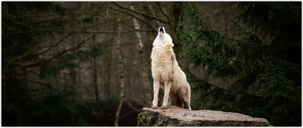 Tablou - Urletul lupului (120x50 cm)