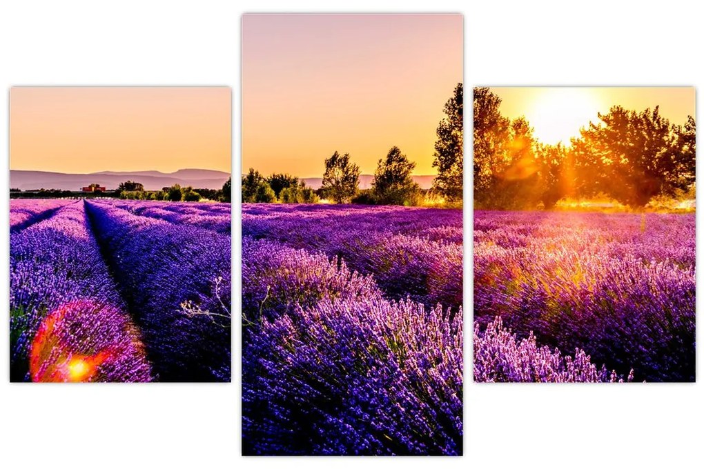 Tablou cu câmp de lavanda (90x60 cm)