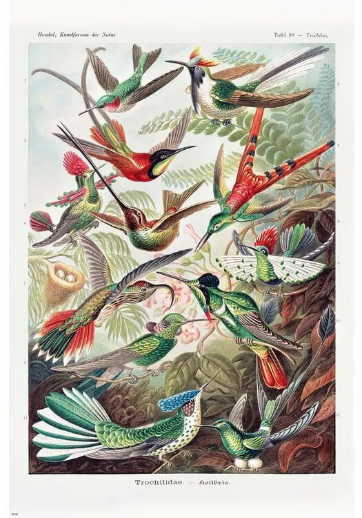 Poster Ernst Haeckel - Kolibris