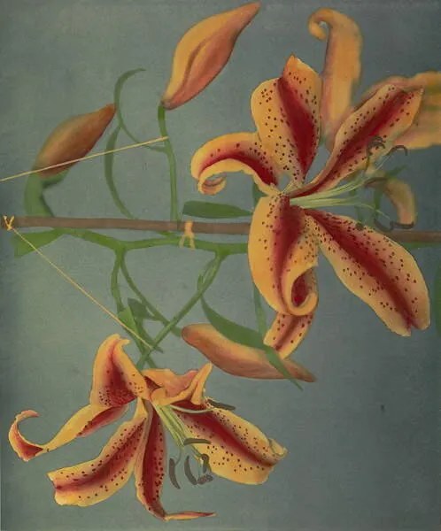 Reproducere Lily, 1896, Ogawa Kazumasa