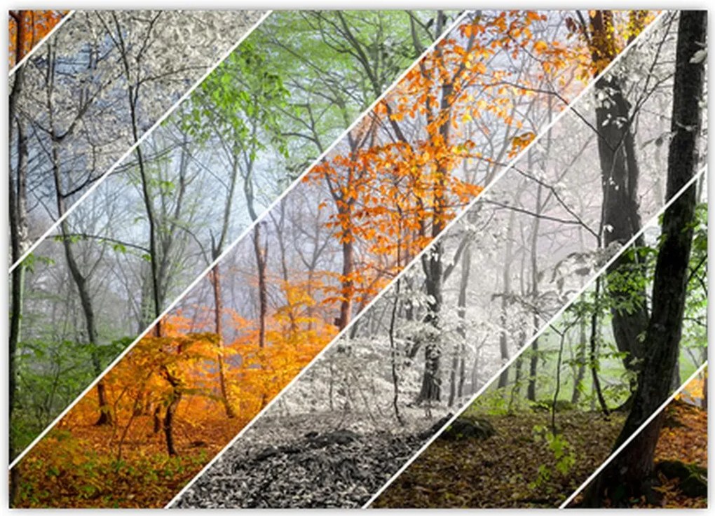 Tablou - Schimbarea anotimpurilor (70x50 cm)