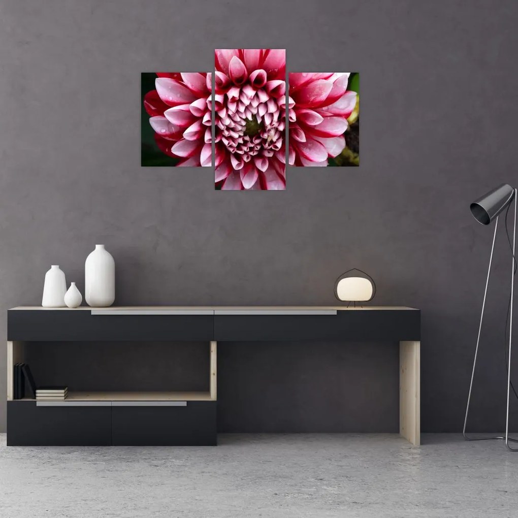 Tablou cu dalie roz (90x60 cm)