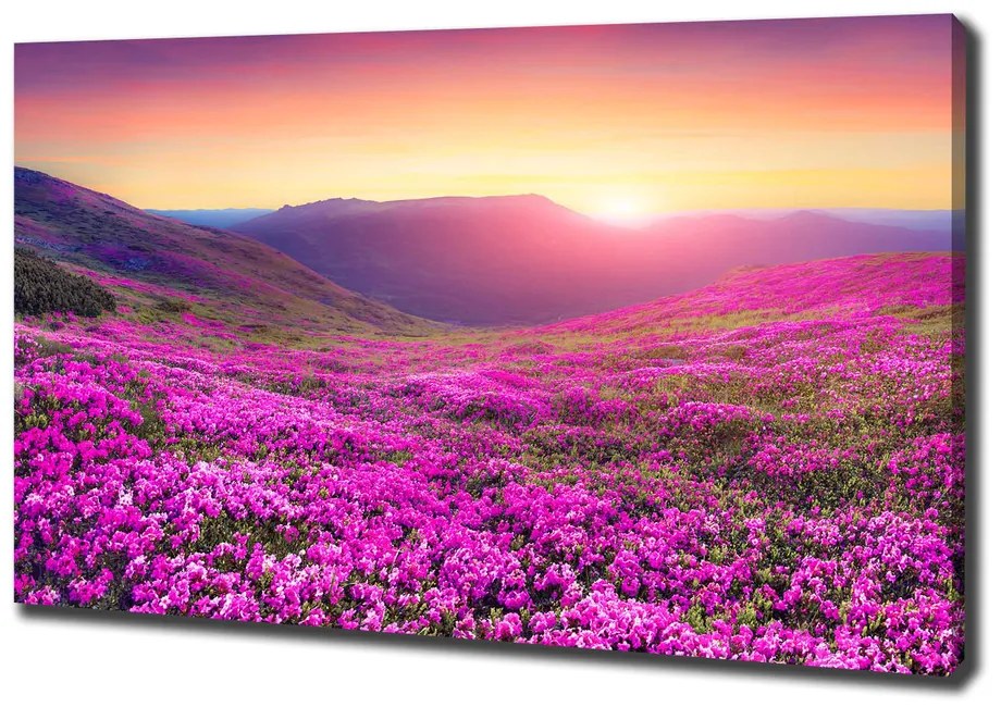 Tablou pe pânză canvas Deal roz