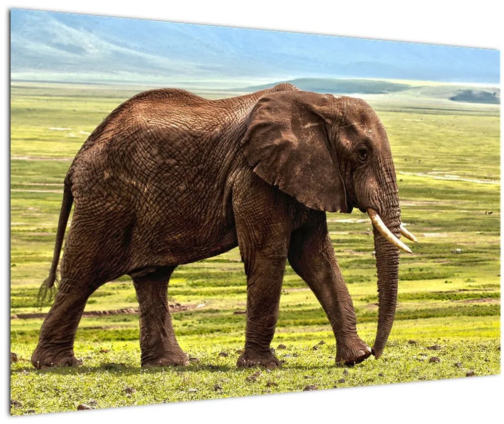 Tablou - Elefantul (90x60 cm)