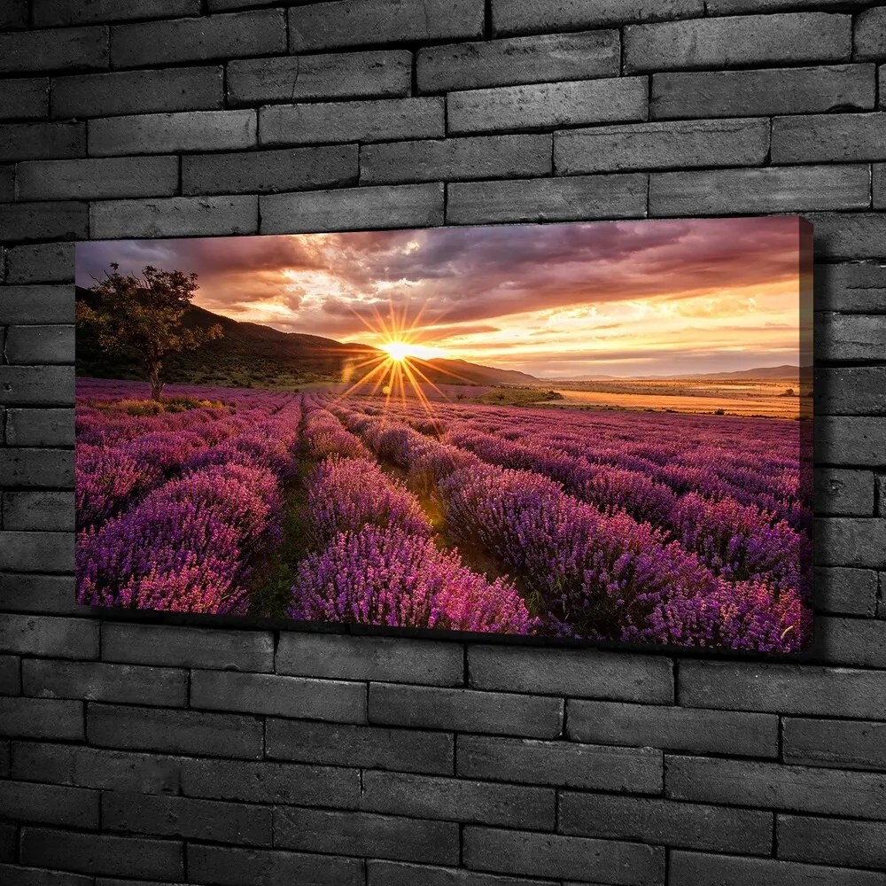 Imprimare tablou canvas Câmp de lavandă