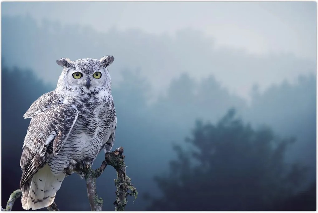 Tablou - Bufniță de zăpadă (90x60 cm)
