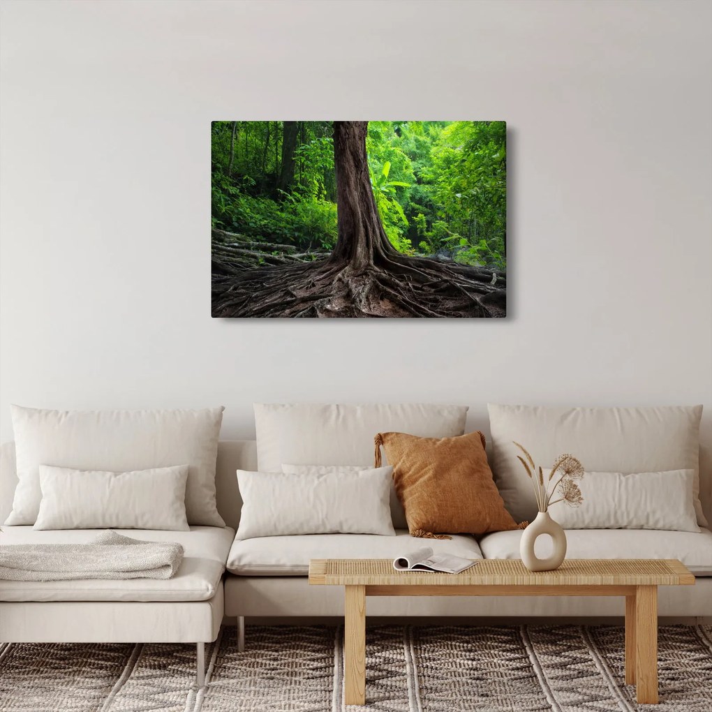 Tablou - Copac bătrîn cu rădăcini (90x60 cm)