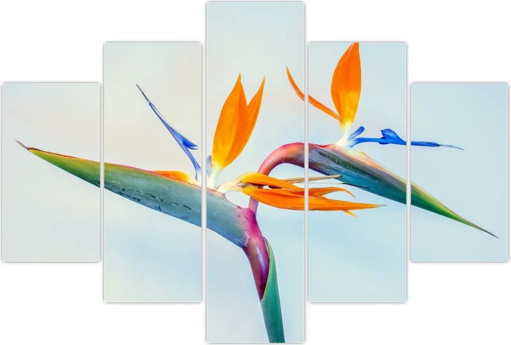 Tablou cu floarea Strelicie (150x105 cm)