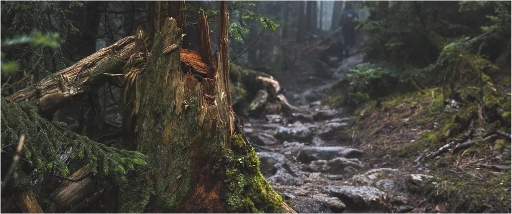 Tablou - În pădure (120x50 cm)