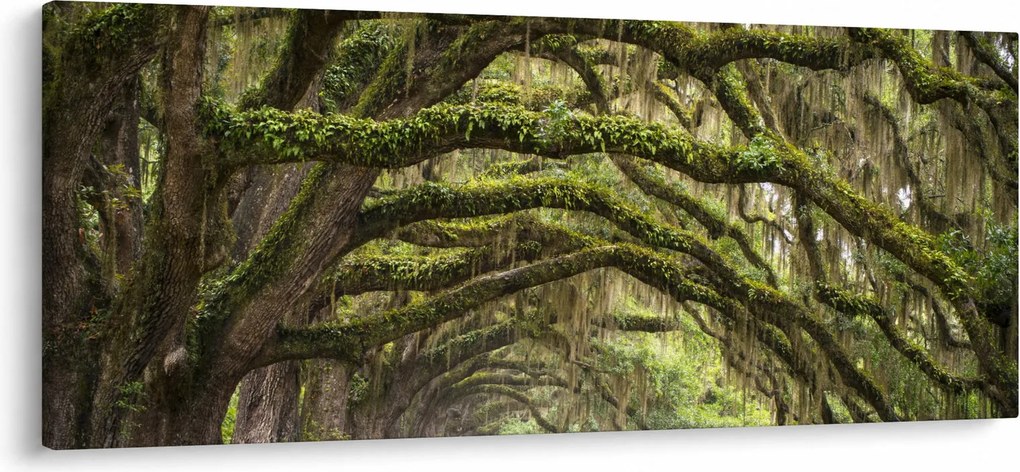 Tablou - Oaks Avenue, Charleston, Carolina de Sud, SUA (120x50 cm)