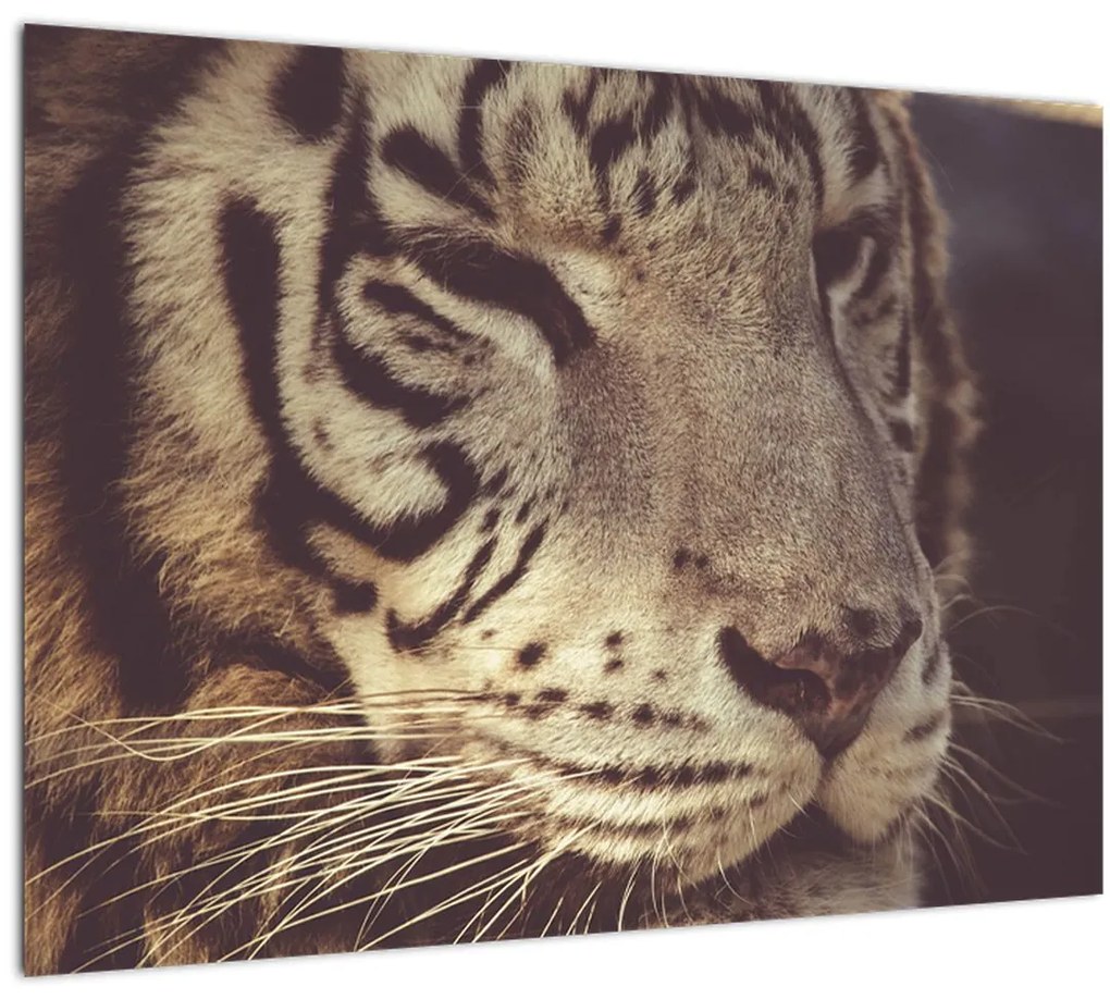 Tablou cu tigrul (70x50 cm), în 40 de alte dimensiuni noi