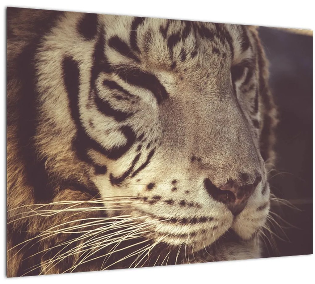 Tablou cu tigrul (70x50 cm)