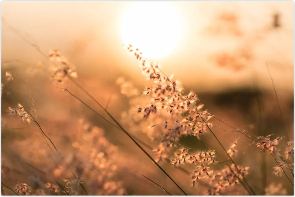 Tablou - Iarbă la soare (90x60 cm)