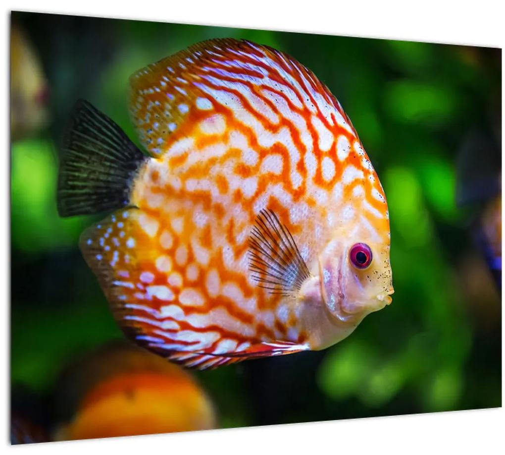 Tablou cu pește (70x50 cm), în 40 de alte dimensiuni noi