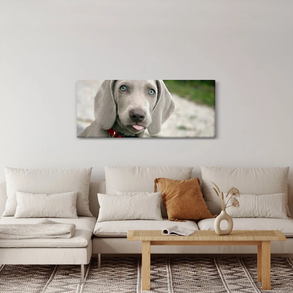 Tablou - cățeluș weimaraner (120x50 cm)