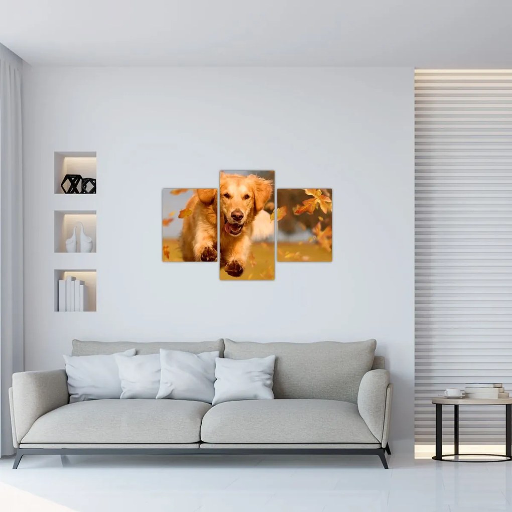 Tablou - Golden Retriever (90x60 cm)