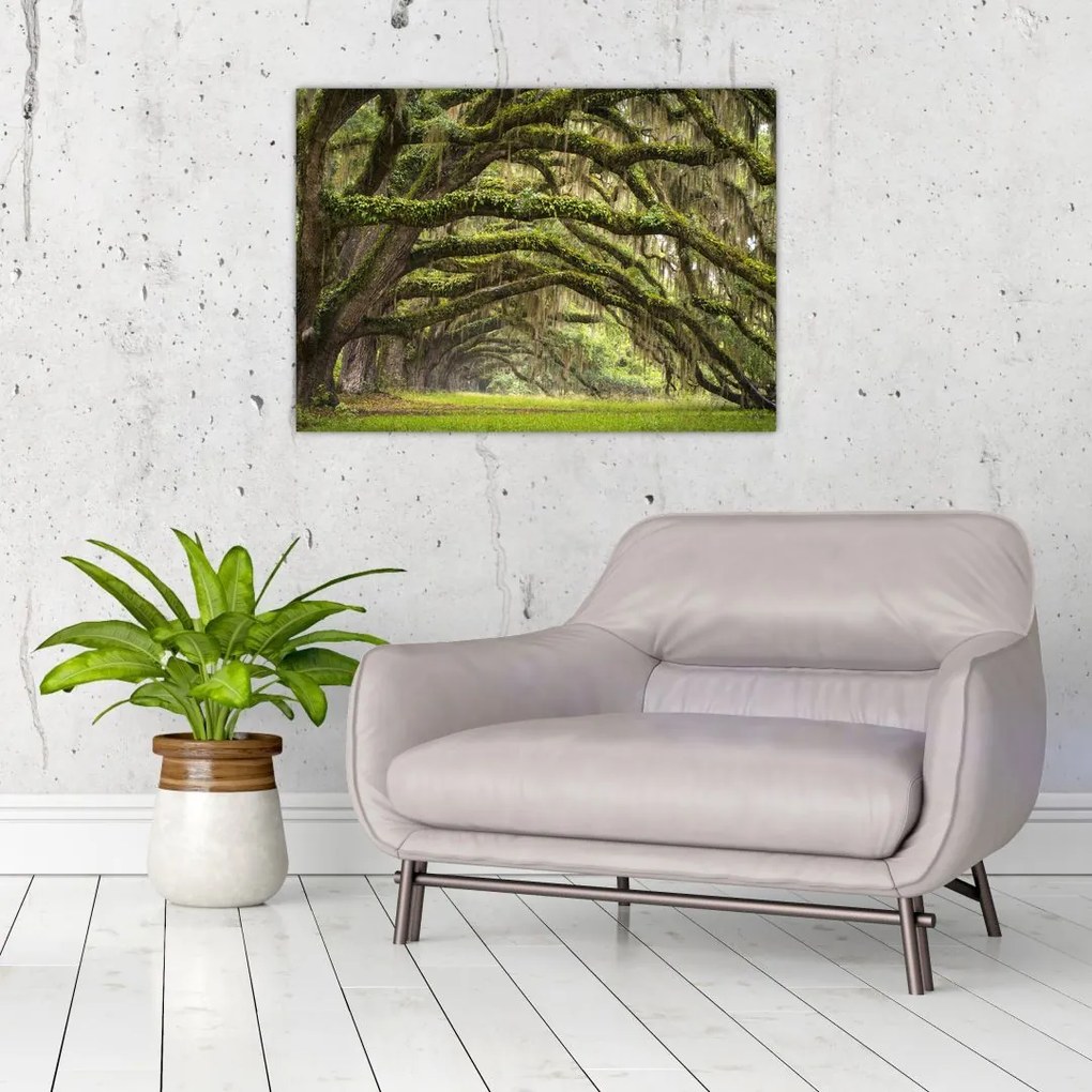 Tablou pe sticlă - Oaks Avenue, Charleston, Carolina de Sud, SUA (70x50 cm)