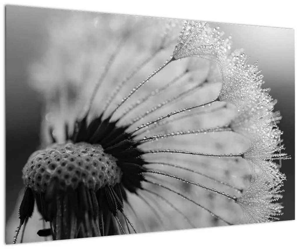 Tablou cu păpădie - albnegru (90x60 cm)