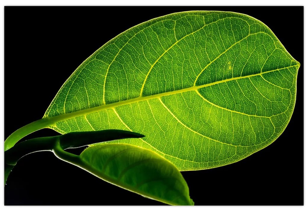 Tablou - frunză verde (90x60 cm)