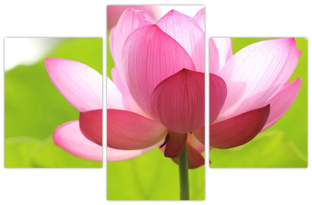 Tablou cu flori de lotus (90x60 cm)