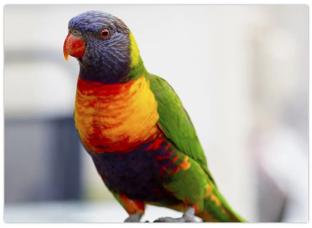 Tablou cu papagal (70x50 cm)