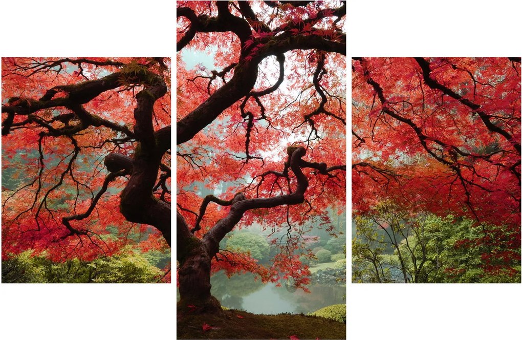 Tablou - Arțarul japonez roșu, Portland, Oregon (90x60 cm)