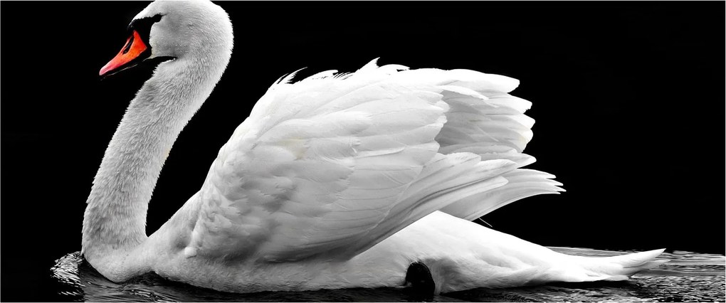Tablou cu lebăda alb neagră (120x50 cm)