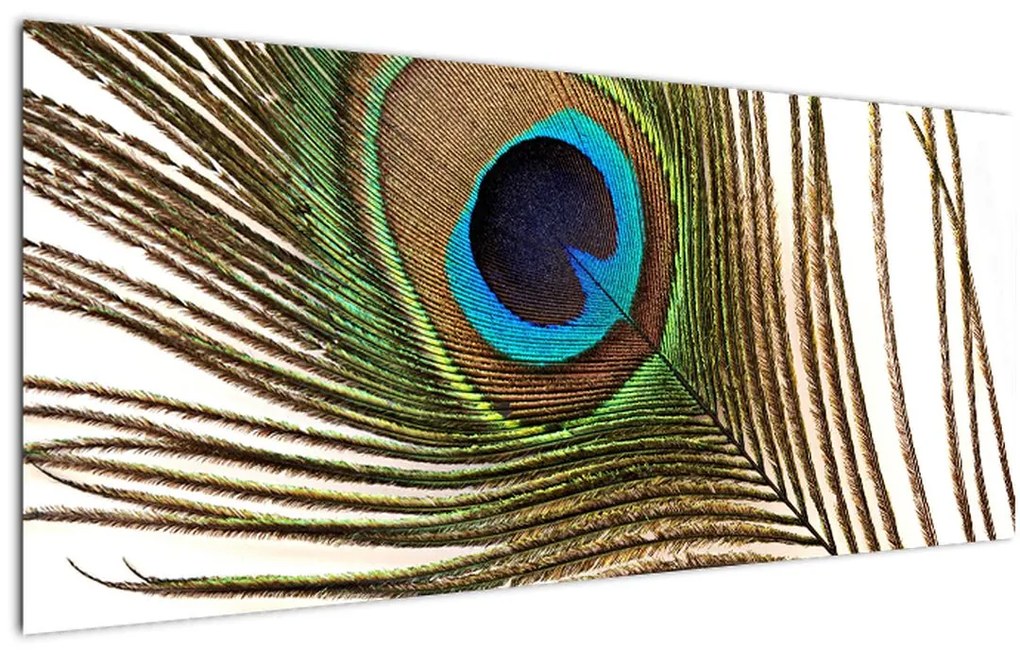 Tablou cu pene de păun (120x50 cm)