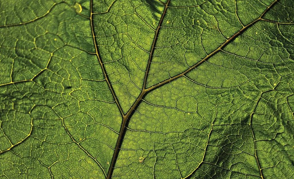 Fototapet - Macro frunză (152,5x104 cm), în 8 de alte dimensiuni noi