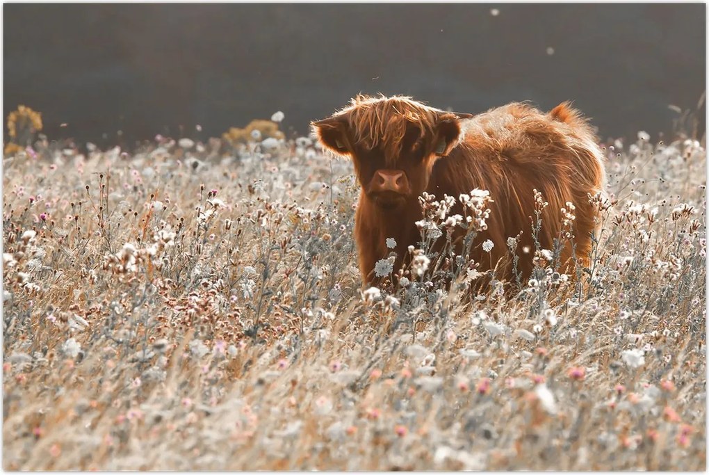 Tablou - Vacă scoțiană (90x60 cm)