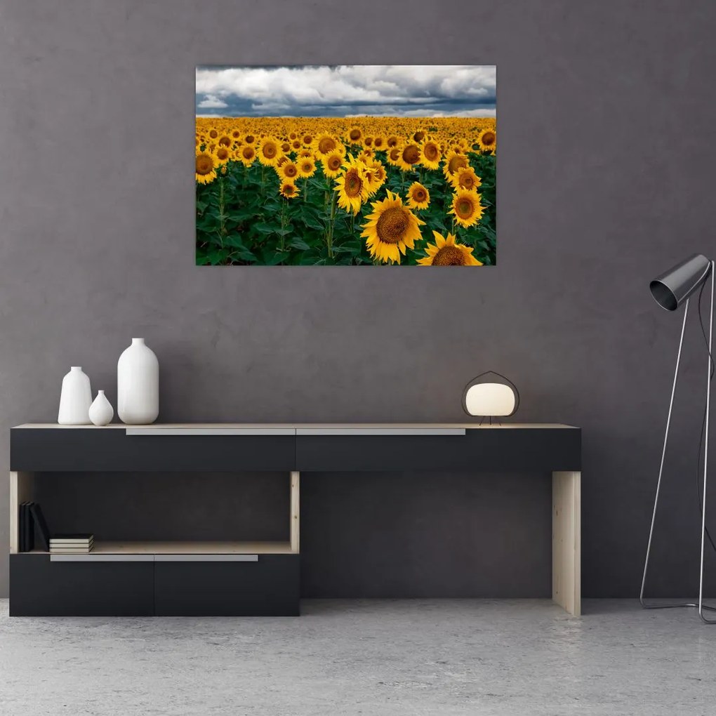 Tablou câmpului de floarea soarelui (90x60 cm)