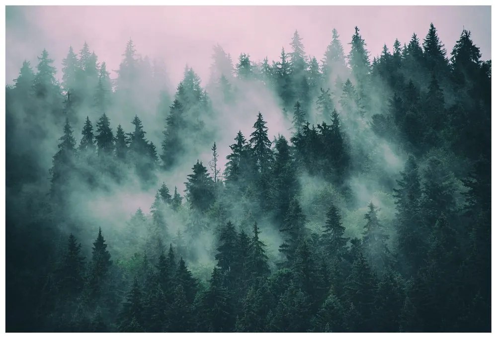 Fototapet autoadeziv pădure în ceață