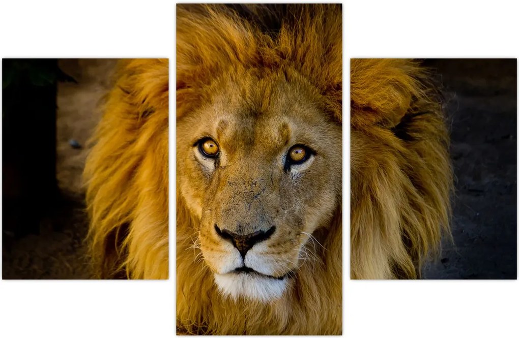 Tablou - Portret de leu (90x60 cm)
