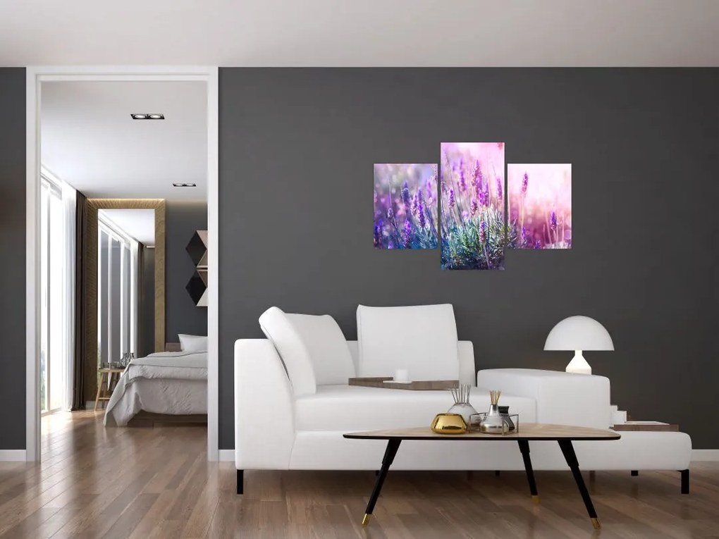 Tablou - Lavandă în strălucirea soarelui (90x60 cm)