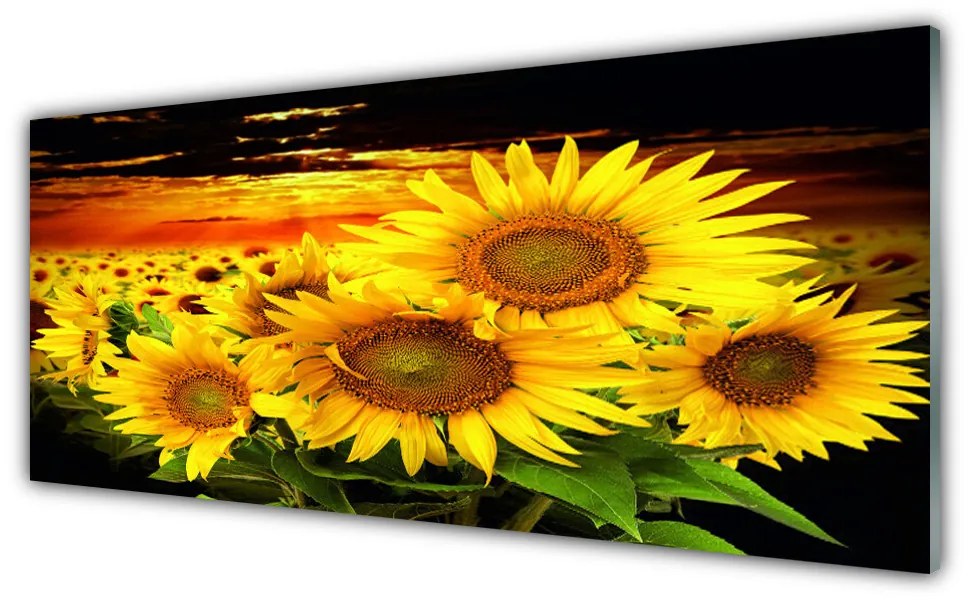 Tablouri acrilice Floarea soarelui Floral Galben Maro