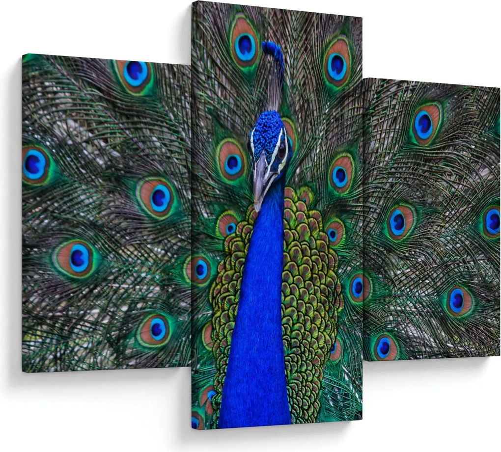 Tablou - Păun (90x60 cm)