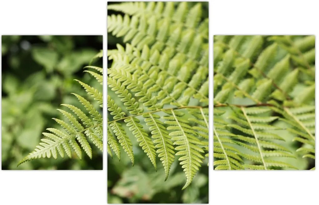 Tablou - Frunză de ferigă (90x60 cm)