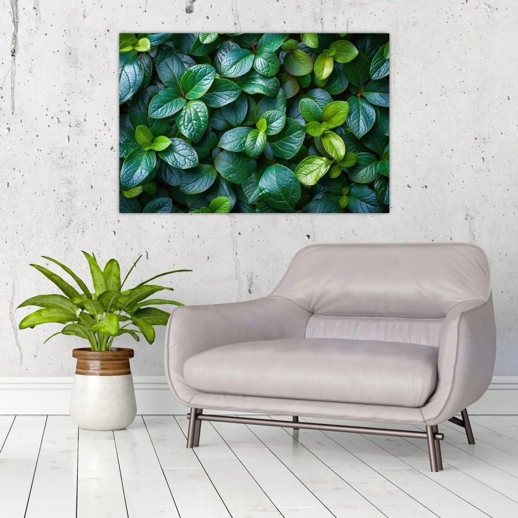 Tablou - Plante verzi (90x60 cm)