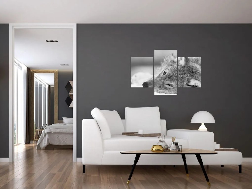 Tablou - Lup,alb-negru (90x60 cm)