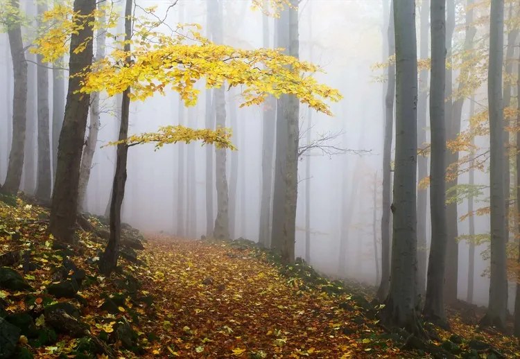 Yellow Leaves In The Forest Fototapet, (368 x 254 cm)