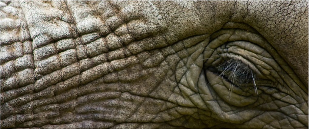 Tablou - Prim-planul ochiului de elefant vechi (120x50 cm)