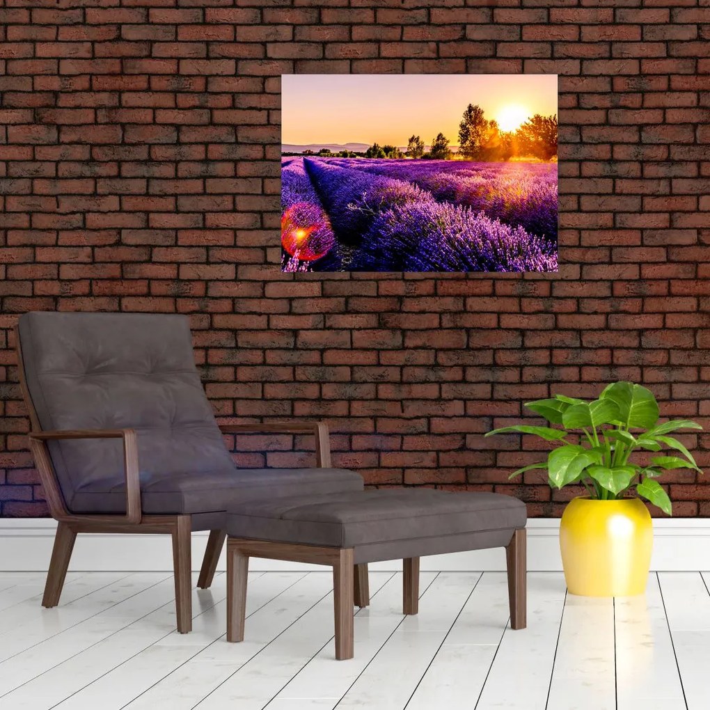 Tablou cu câmp de lavanda (70x50 cm)